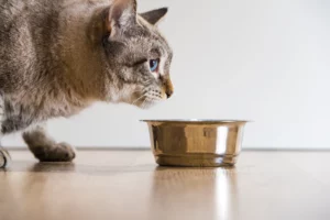 Звуки, которые нравятся кошкам. Что радует слух питомца?