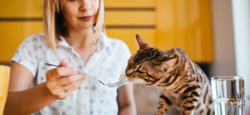 Можно ли коту корм для стерилизованных кошек?
