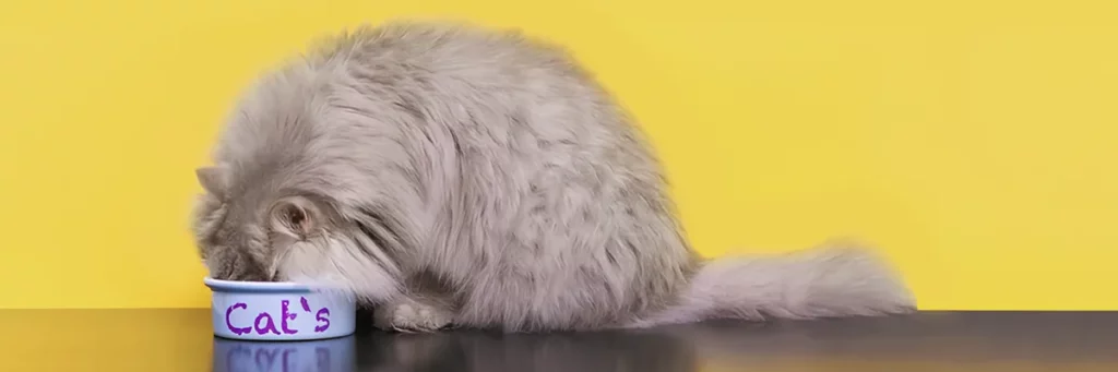 Можно ли смешивать разные корма для кошек?
