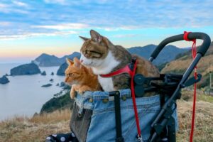 Кошка на даче: полезные лайфхаки для комфортного отдыха с питомцем