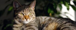 Почему коты уходят из дома? Развенчиваем мифы