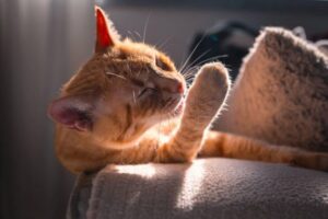 Сколько спят коты: всё о режиме сна домашних любимцев