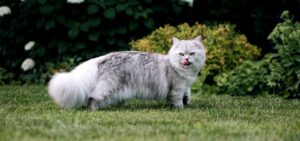Почему коты уходят из дома? Развенчиваем мифы