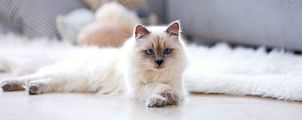 Звуки, которые нравятся кошкам. Что радует слух питомца?